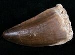 Mosasaur Tooth - Cretaceous Reptile #11198-1